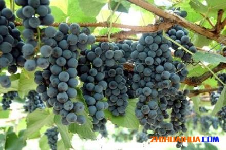 怀化市的中方县是湖南最大的葡萄种植地？
